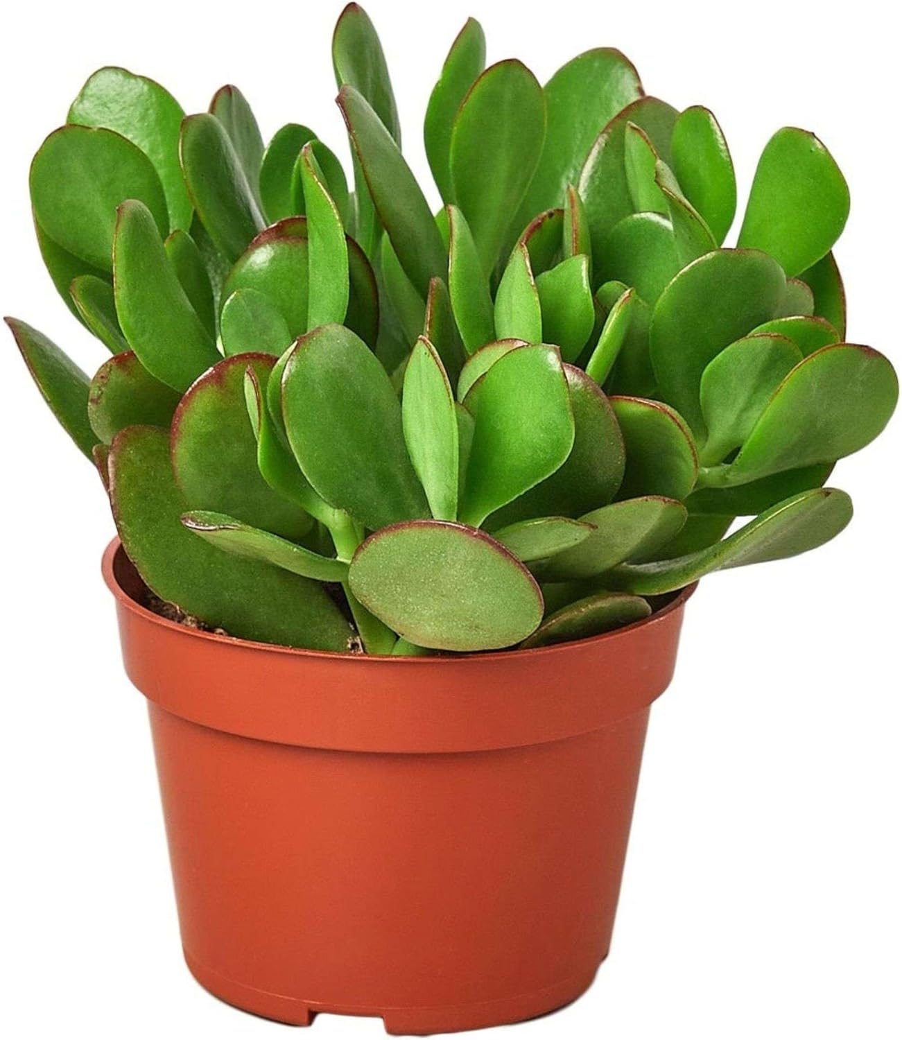 Succulent Crassula Jade Live Plant for Indoor | Different Houseplants in 4'' & 6'' Pot | Real House Plant for Living Room, Office, Desk & Bathroom | Jade Succulent | Money Plant | Crassula ovata