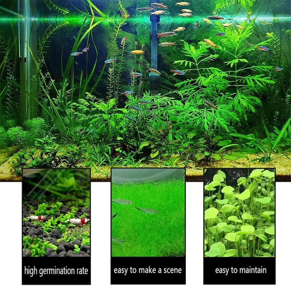 3 Pack Aquarium Plant S.e.e.d Set, not Artificial plasticl Plant. Real Grass Tank Decor Replacement for Resin or Plastic Grass N0：9527-12