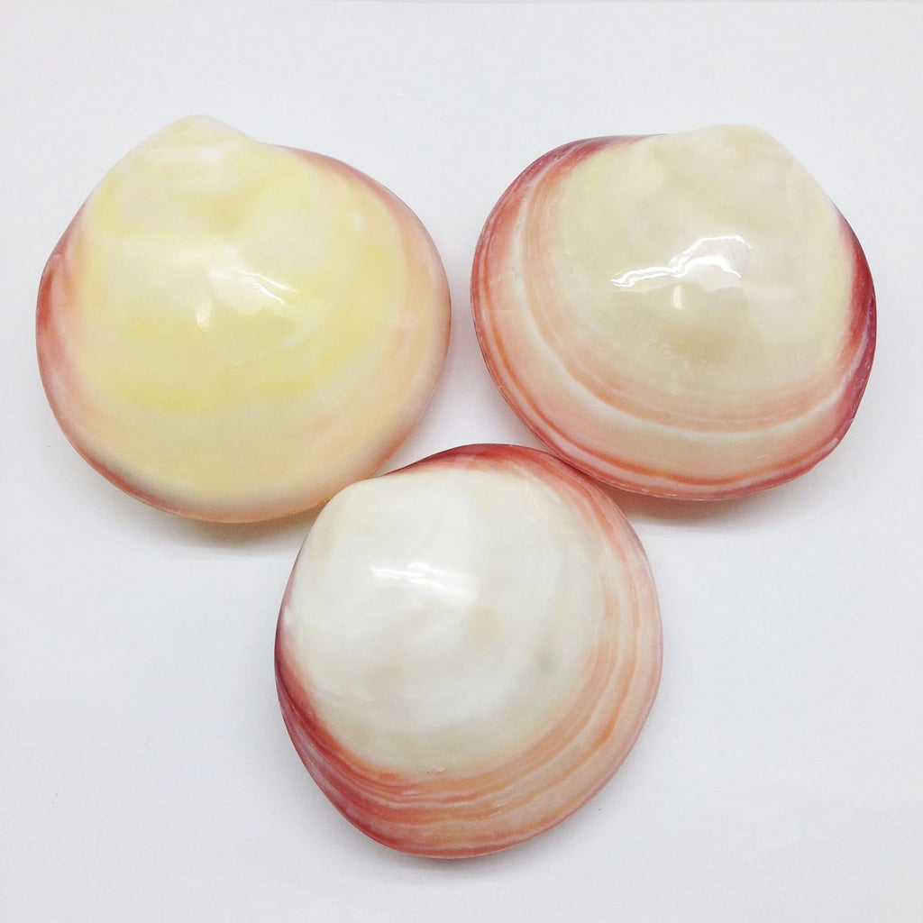 PEPPERLONELY 3 Pairs Polished Tiger Clam Sea Shells, 2 Inch ~ 3 Inch