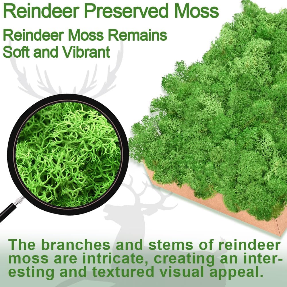 Preserved Reindeer Moss 14 OZ 4 Colors for Crafts, DIY Gift Christmas Decor, Wall Art,Fake Moss for Decor Wedding Decorative(White,Blue,Little Purple and Pink,Each Color 3.5 OZ)