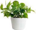 Costa Farms Live Pothos Plant, Easy Grow Vining & Trailing Air Purifying Houseplant in Garden Plant Pot, Housewarming Gift, Room, Home Decor, 10-12 Inches Tall