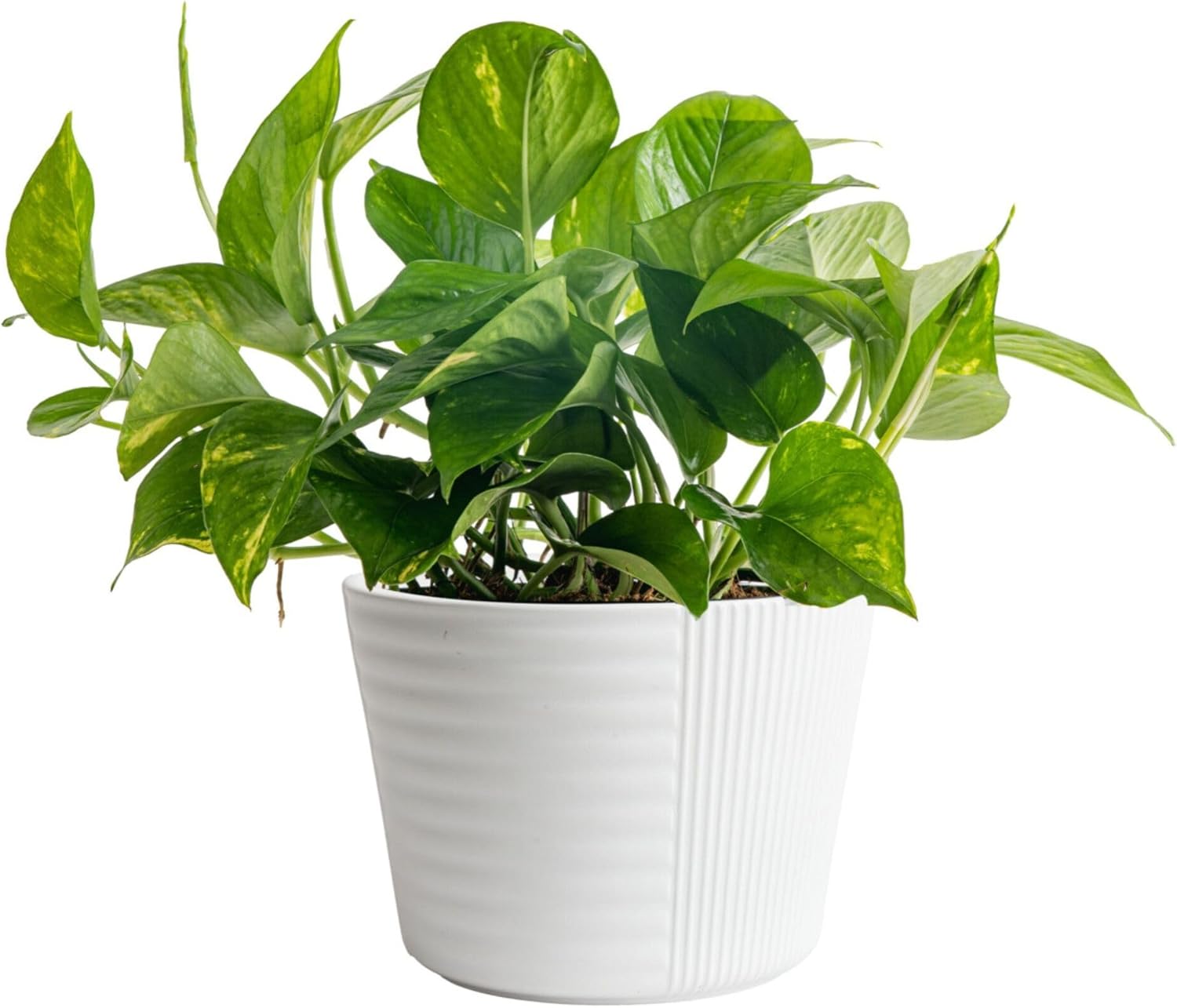 Costa Farms Live Pothos Plant, Easy Grow Vining & Trailing Air Purifying Houseplant in Garden Plant Pot, Housewarming Gift, Room, Home Decor, 10-12 Inches Tall