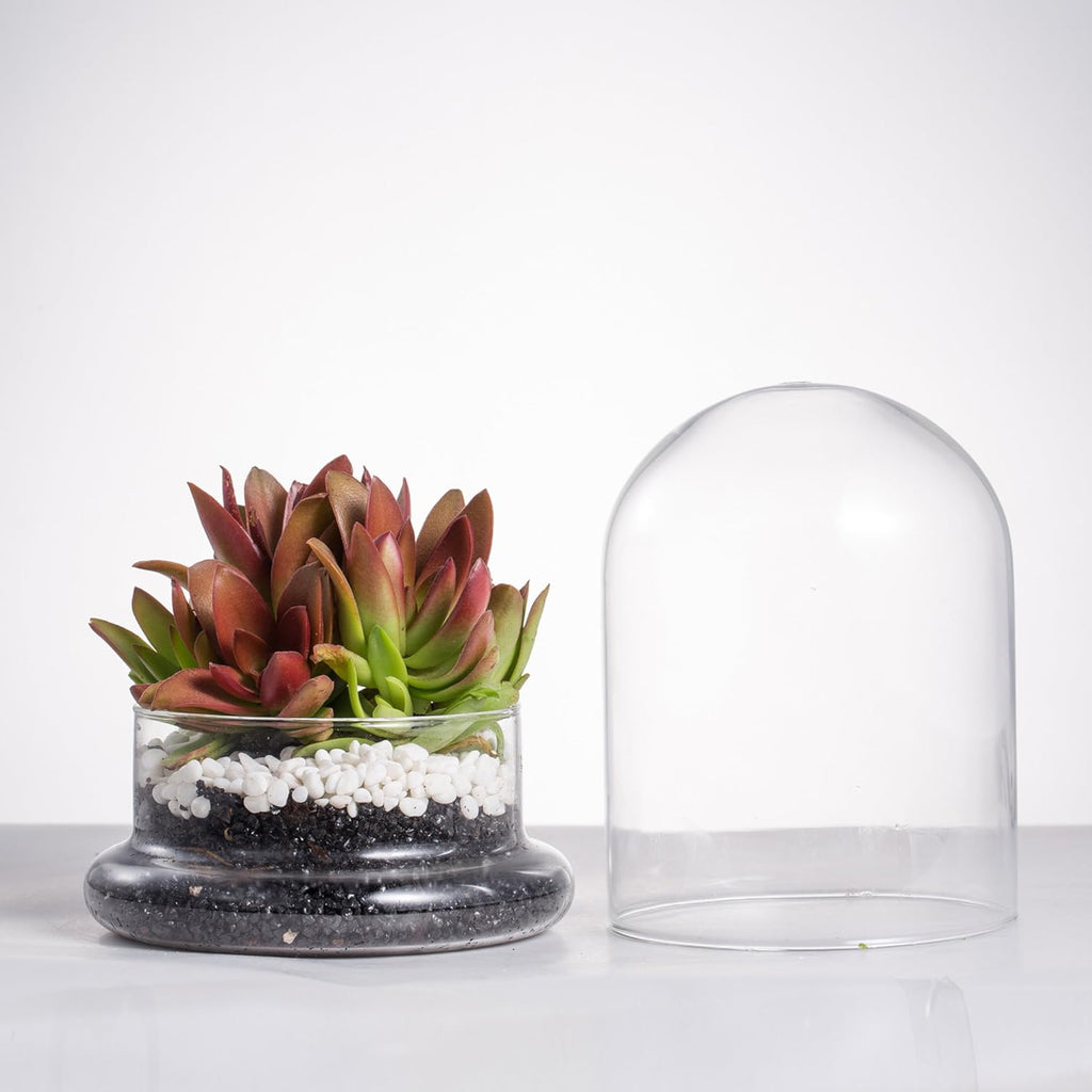 NCYP Small Clear Decorative Glass Terrarium Cloche with Air Hole - 4.7 x 4.7 x 6.3 Inches Glass Dome with Base for Miniature Succulents - Display Storage (No Plants Included)