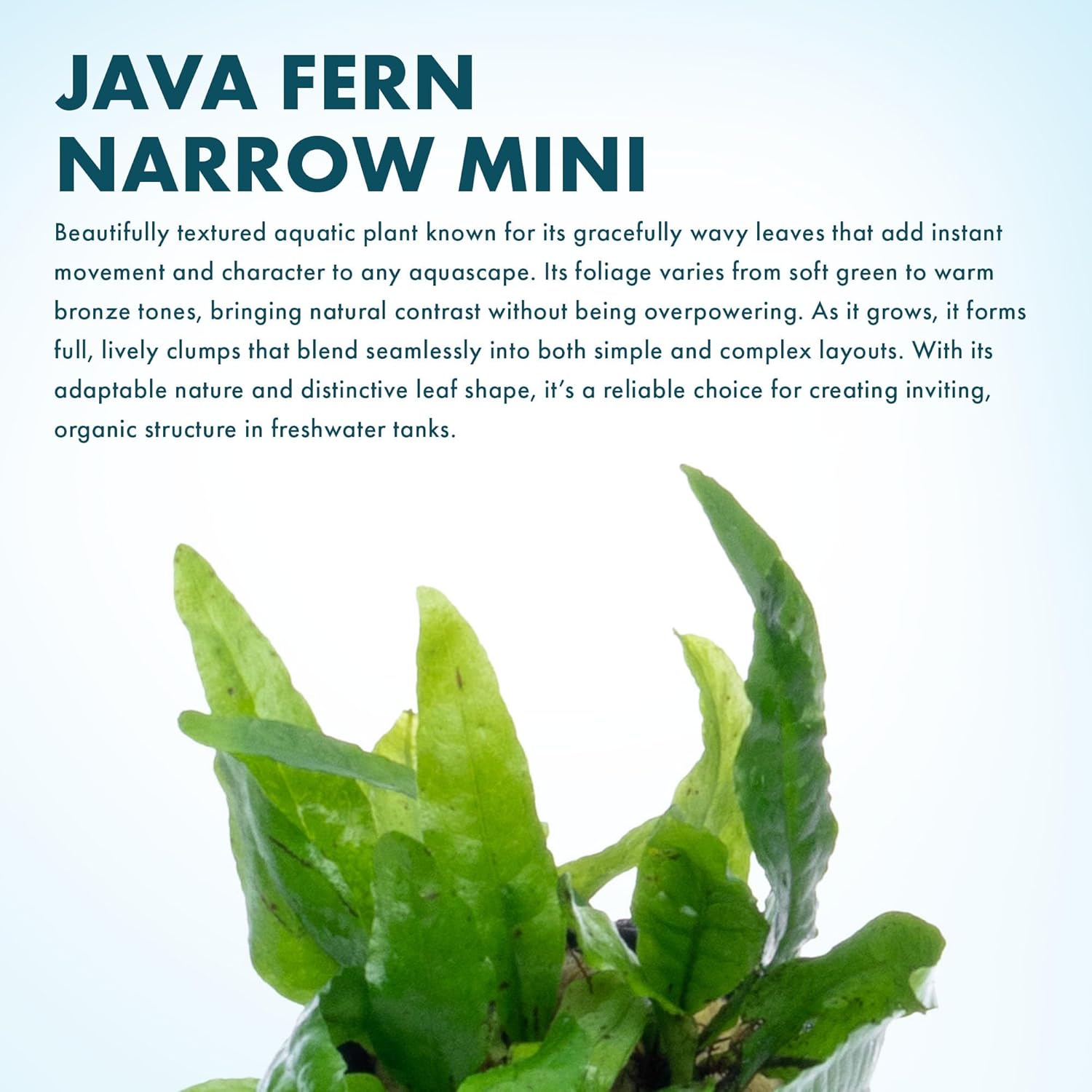 SubstrateSource Java Fern Live Aquarium Plants - Potted Freshwater Plant for Fish Tanks - Beginner Friendly, Low Light (Narrow Mini, 5 Pots)
