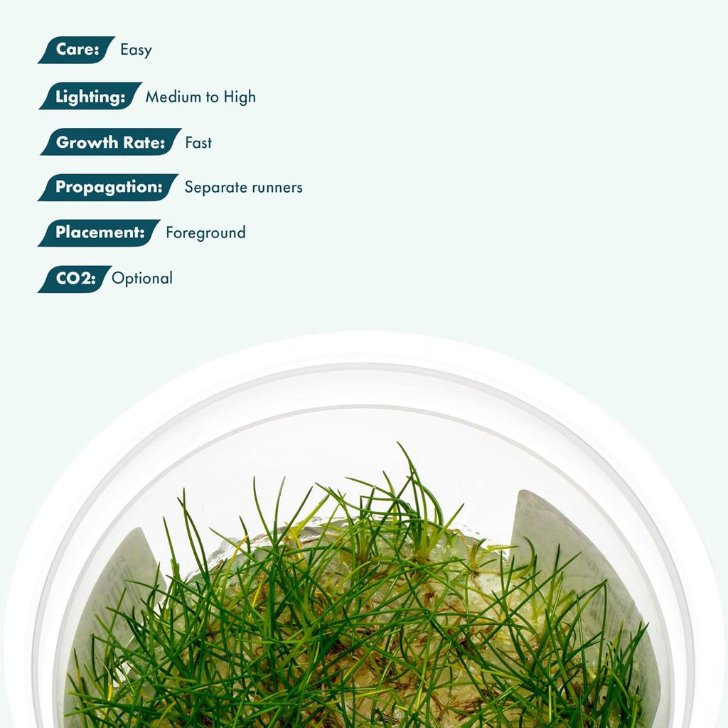 SubstrateSource Live Aquarium Plant - Eleocharis parvula - Snail Free in-Vitro Easy Care Freshwater Aquatic Plants for Aquascaping, Med - High Light, Fast Growth - Tissue Culture