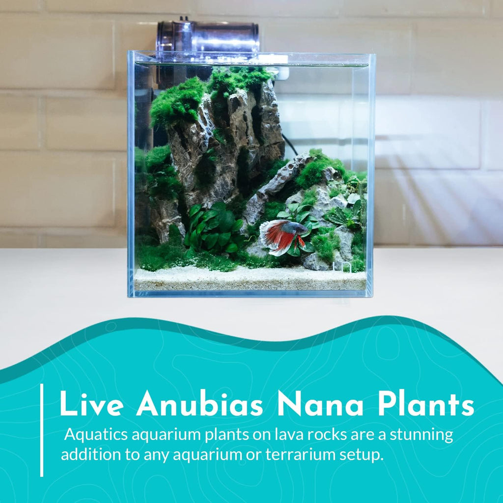 Live Aquarium Anubias Nana Petite Plant On Lava Rock - Absorb Impurities & Toxicness for Water - All Natural & Organic Aquatic Plant - Long Lasting & Easy to Care