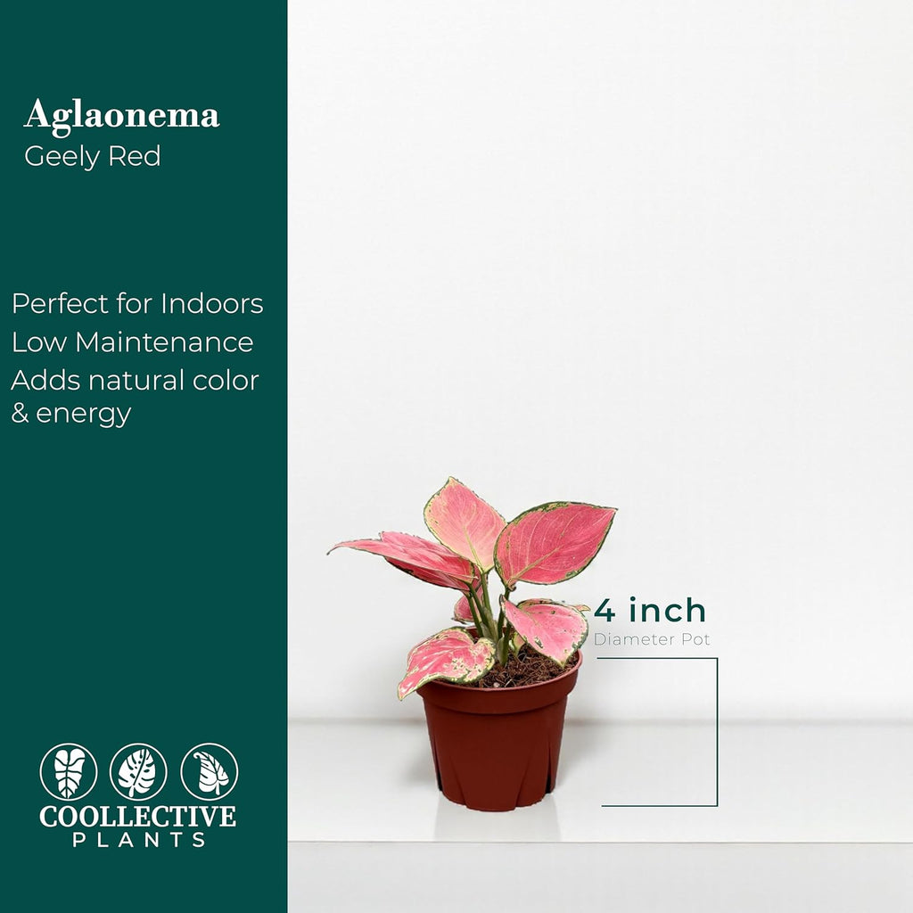 CoollectivePlants Aglaonema Geely Red – Aglaonema Live Plant in 4” Growers Pot - Chinese Evergreen Plant Live, Deep Red Variegated Leaves Live Indoor Plant, Easy Low Light Houseplant