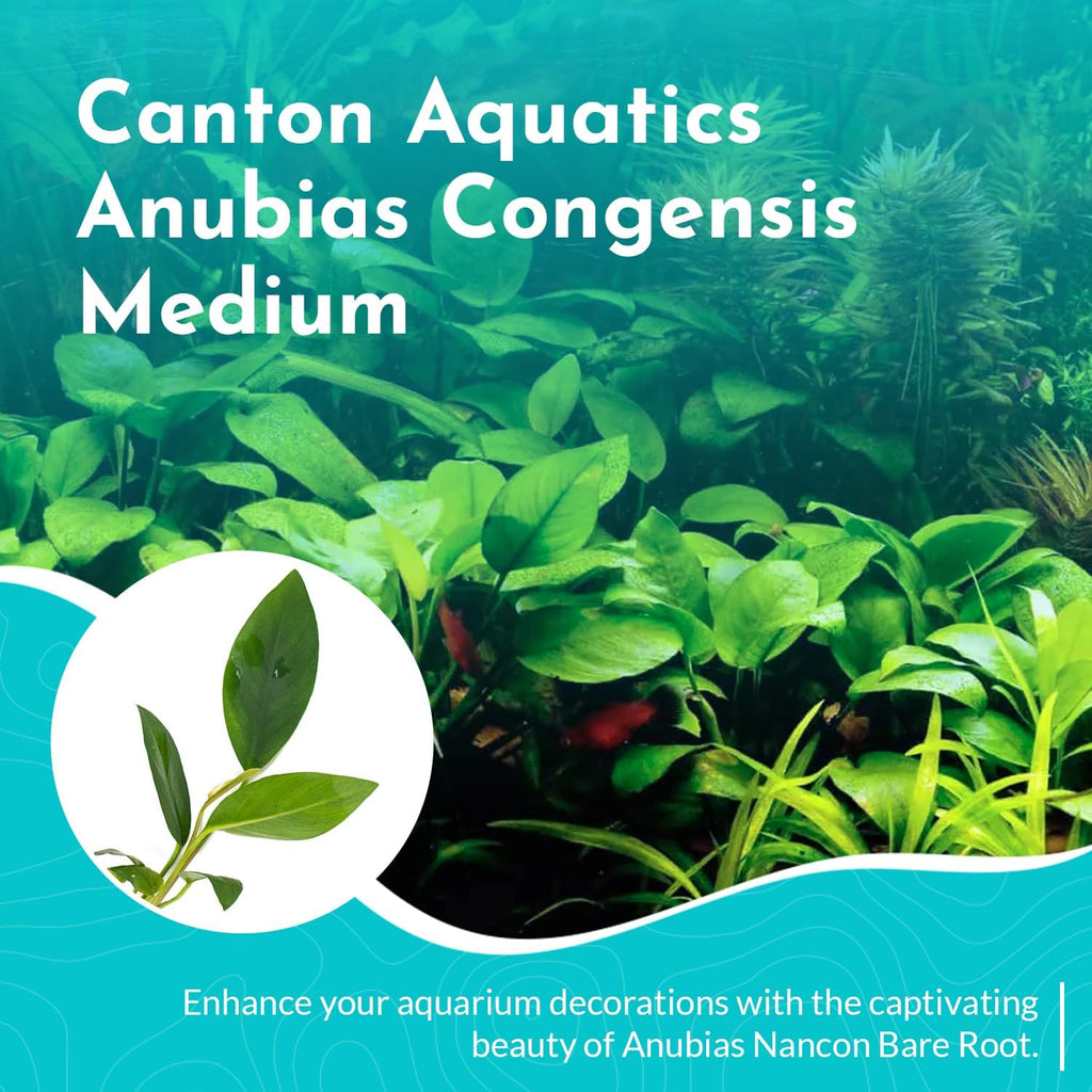 Anubias Congensis - Live Freshwater Aquarium Plant for Aqua scaping, Hardy & Easy to Grow, Perfect for Beginner Aquariums - Adds Natural Beauty & Provides Fish Shelter - Medium