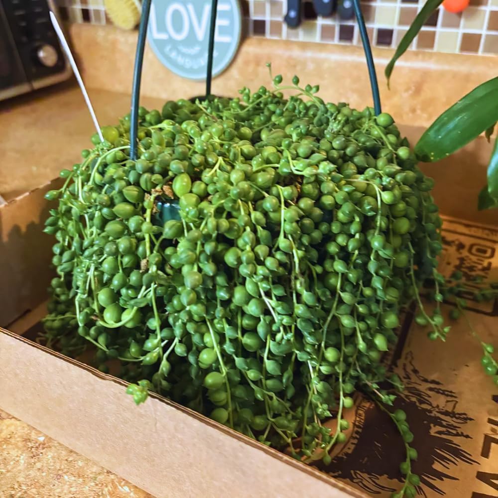 String of Pearls Plant in 4 Inch Pot, Live Succulent Vine, Houseplant, String of Pearls Live Plant for Home Decoration