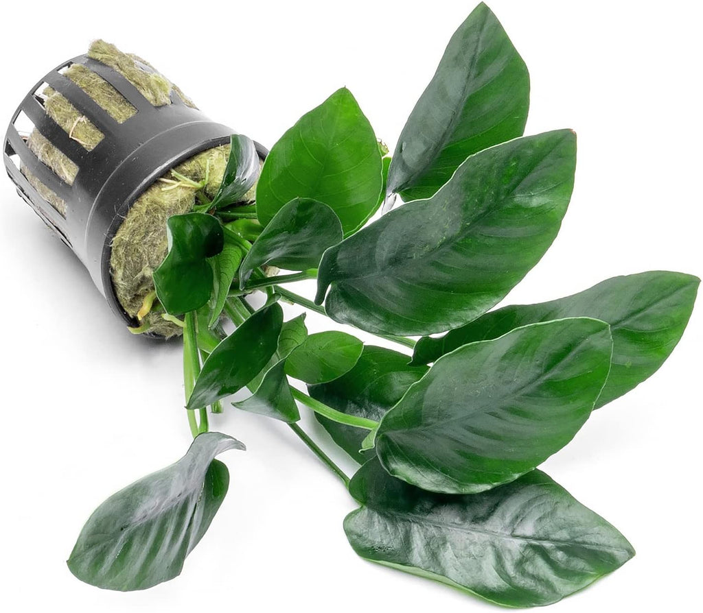 SubstrateSource Anubias Live Aquarium Plants - Potted Freshwater Plant for Fish Tanks, Terrariums - Beginner Friendly Low Light (Nana, 5 Pots)