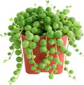 Sprout N Green Live Mini Succulent Plant, 2in String of Pearls, 1 Pack Rare Fully Rooted in Pot, Real House Plant for Home Office Wedding Decoration DIY Projects Party Favor