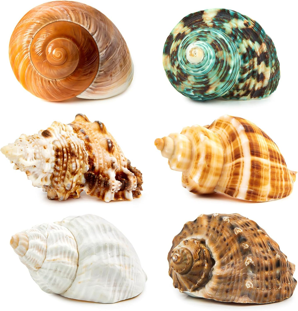 6PCS Medium Large Hermit Crab Shells | Natural Sea Conch Size 2.3" - 3.5", Opening Size 1" - 2.1" | Turbo Seashells for Hermit Crab Supplies and Beach Decoration Large Sea Shell