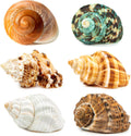 6PCS Medium Large Hermit Crab Shells | Natural Sea Conch Size 2.3" - 3.5", Opening Size 1" - 2.1" | Turbo Seashells for Hermit Crab Supplies and Beach Decoration Large Sea Shell