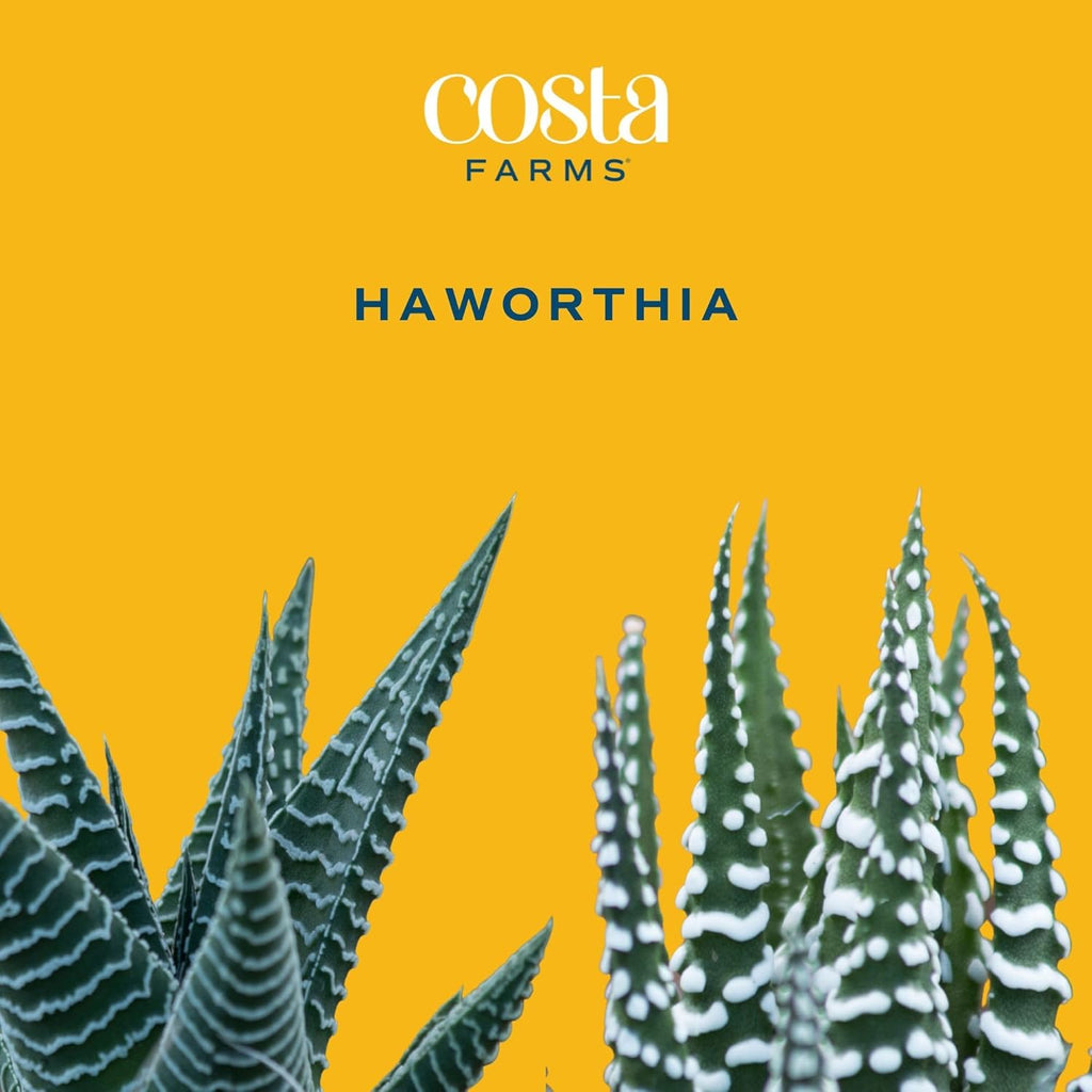 Costa Farms Haworthia Live Plant | Potted in Cute Succulent Pot | 6-Inches Tall | Unique Gift for Housewarming | Home and Living Room Decor