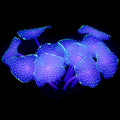Uniclife Silicone Coral Plant Decorations Glowing Artificial Ornament for Fish Tank Aquarium, Green, Ball Shape