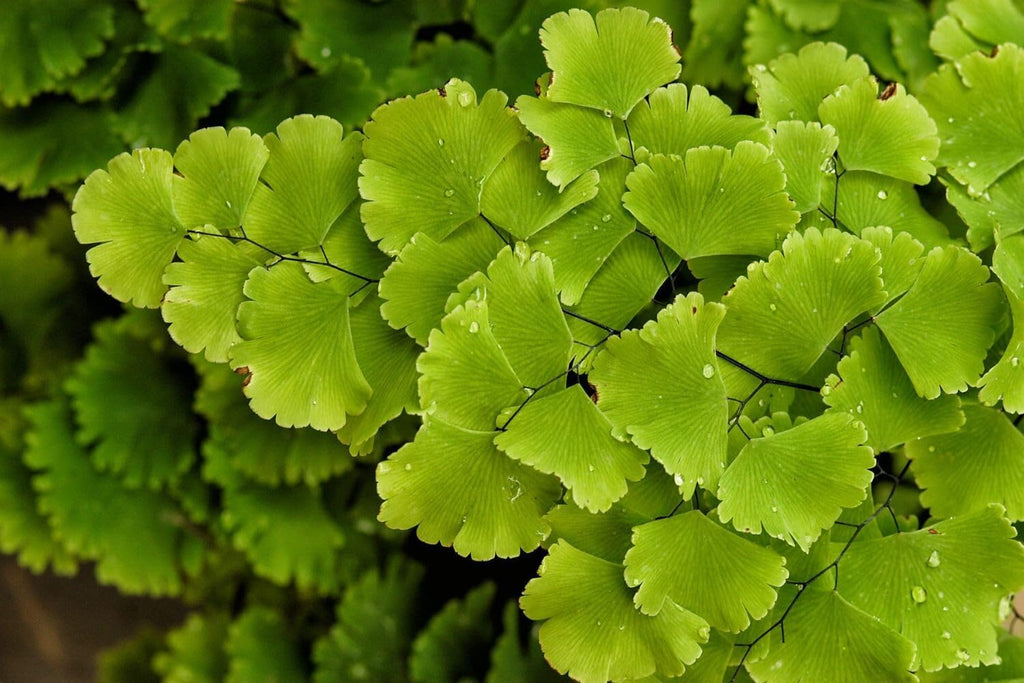 5 Roots of Maidenhair Fern, Fern Plants Live, Live Fern Plants, Fern Plant Seedlings, Fern Rhizomes for Planting, 5 Roots