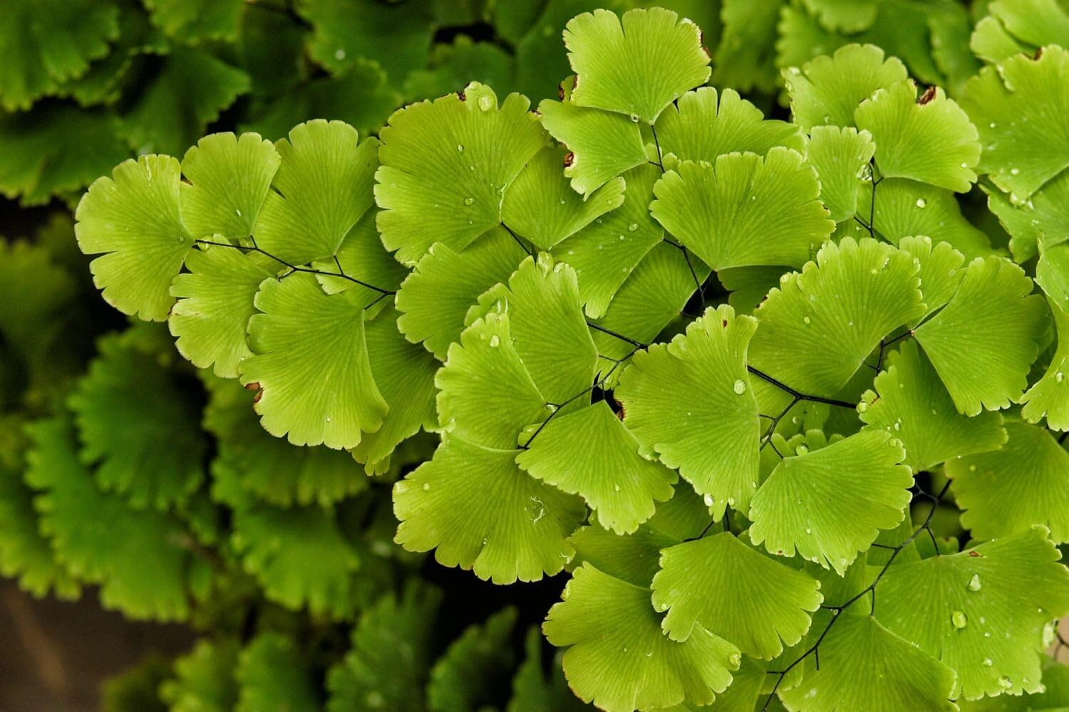 5 Roots of Maidenhair Fern, Fern Plants Live, Live Fern Plants, Fern Plant Seedlings, Fern Rhizomes for Planting, 5 Roots