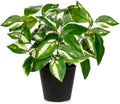Oairse Artificial Plants Indoor Small Fake Plants in Pots Faux Pothos N‘ Joy Potted Plant Fake Indoor Plants with Black Pots for Bathroom Living Room Office Desk Shelves