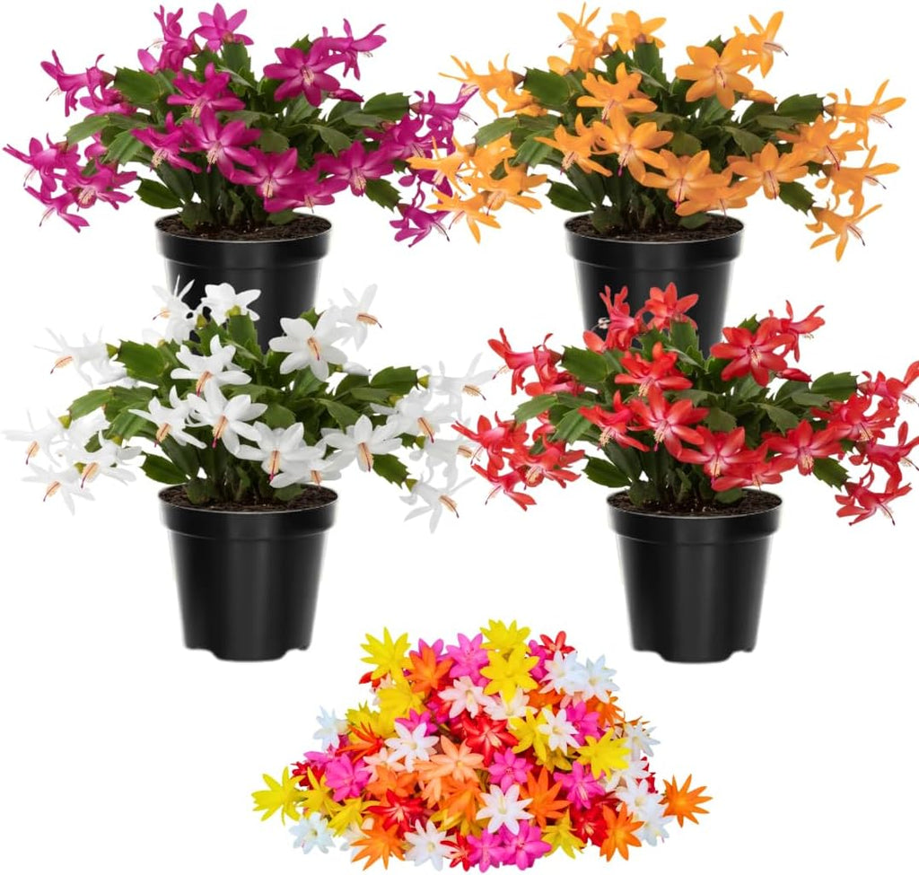 Christmas Cactus Plants Live, Thanksgiving Cactus Easter Cactus Like, 4-8 Inc Tall, Cold Hardy, Holiday Cactus for Indoor Outdoor Planting, Starter Size (Random Single Bloom)