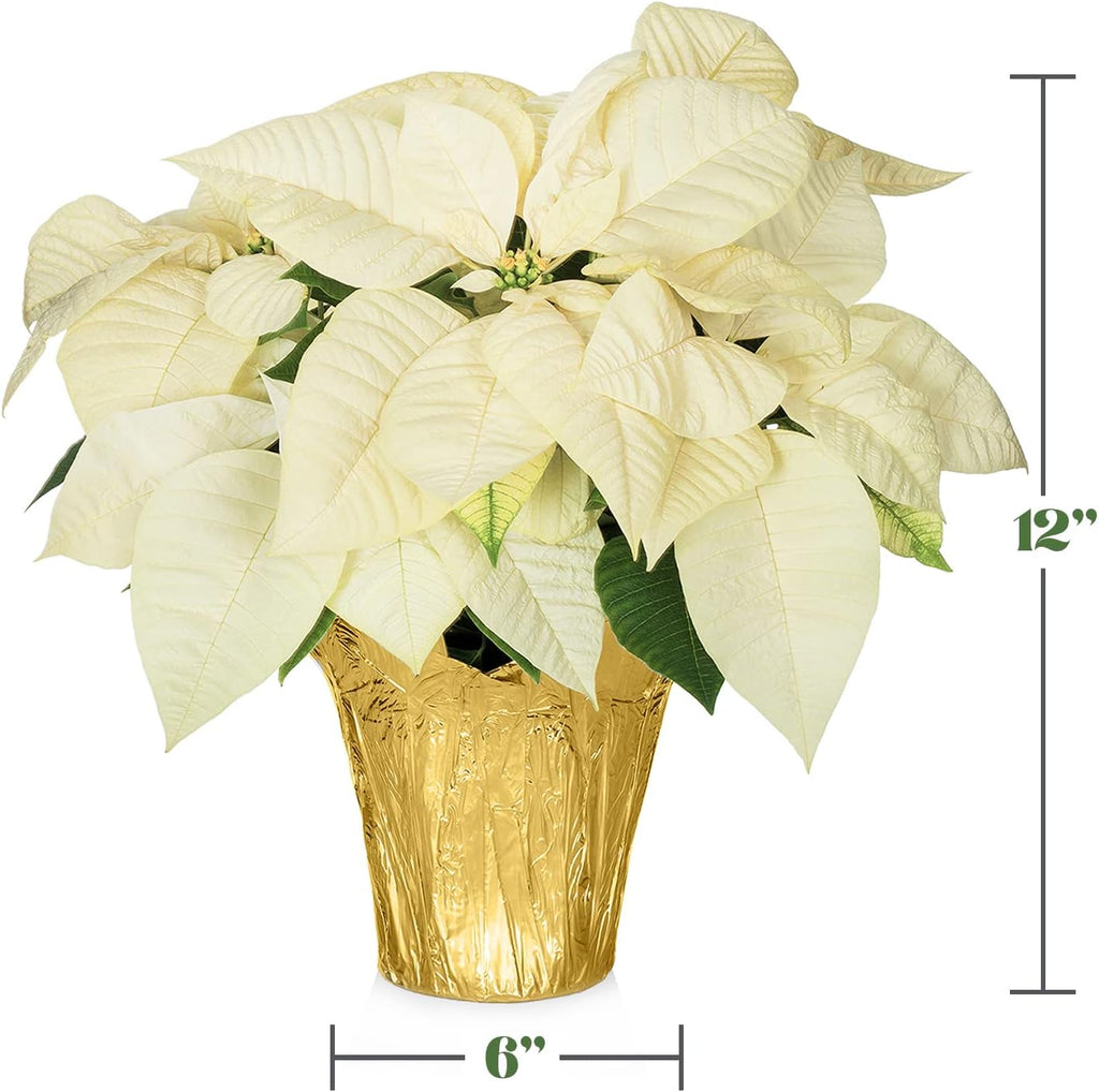 Green Circle Growers White Poinsettia Live Plant in 6" Grower Pot with a Gold Pot Cover, House Plant