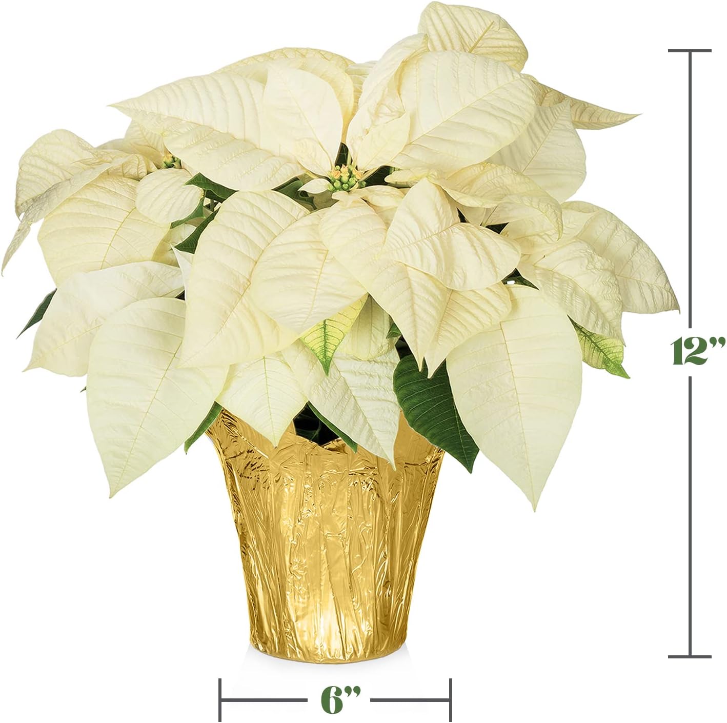 Green Circle Growers White Poinsettia Live Plant in 6" Grower Pot with a Gold Pot Cover, House Plant