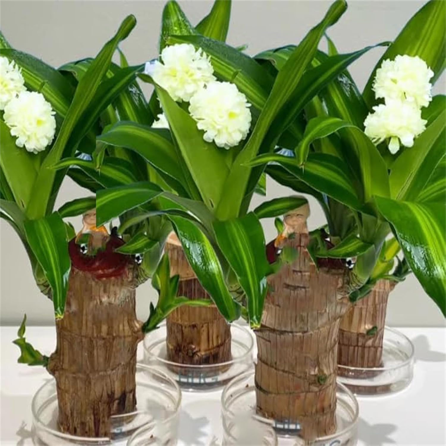 Brazilian Lucky Wood Plant Set, Natural Fortune-Bringing Ornaments Suitable for Office Desks, Desks, and Bedrooms (Purple Monk)