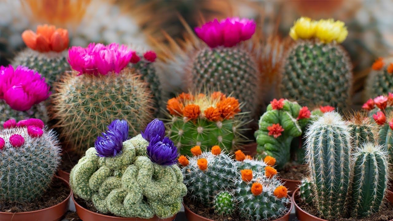 Seeds Cactus Variety Multicolor Mix - Succulents for Planting - GMO Free