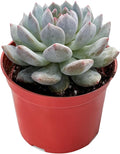 Live Succulent Plants (Echeveria 'Monroexcellent'), Easy Care Houseplant for Home and Office Decor, Great Gift for Housewarming, Birthday, Thanksgiving
