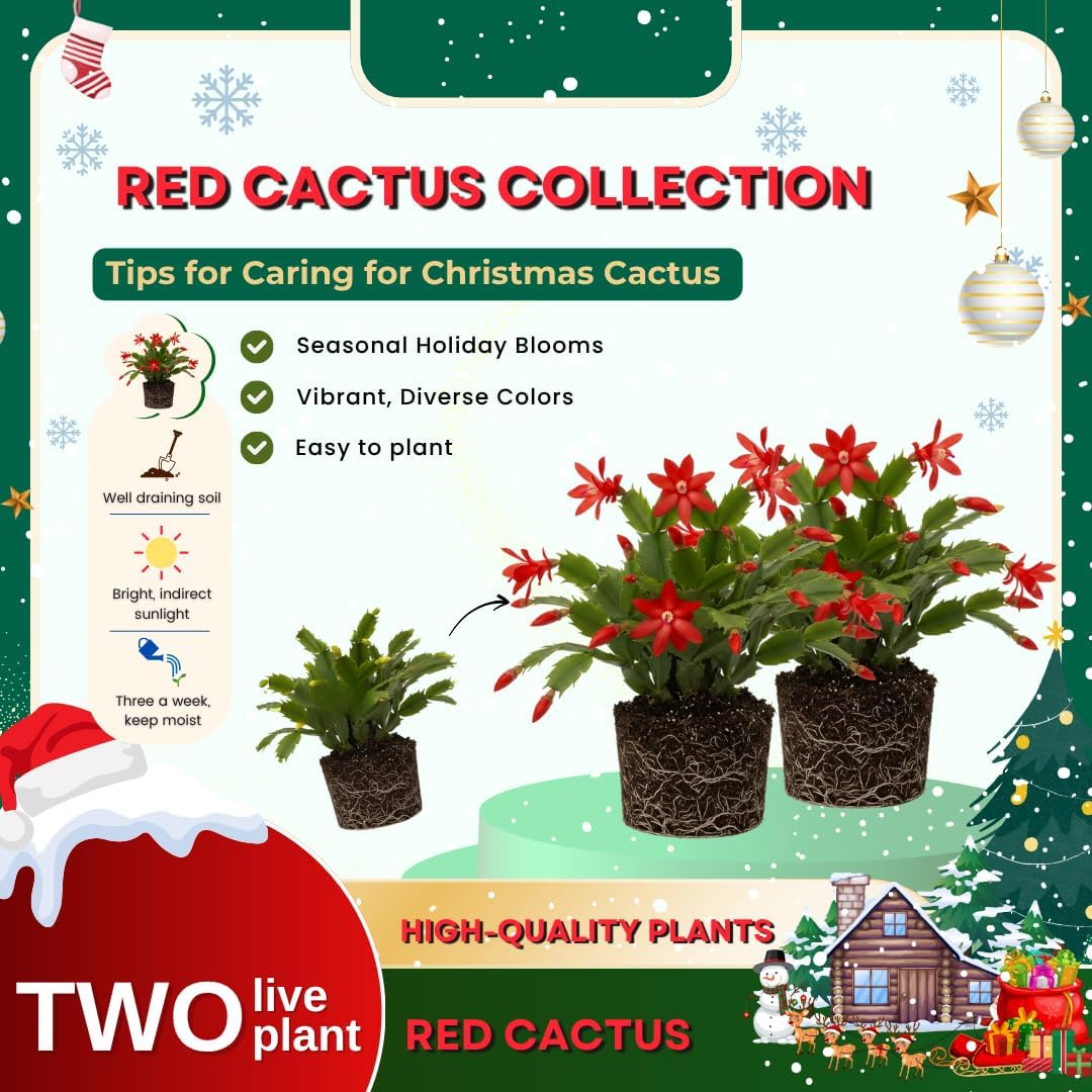 2 Christmas Cactus Plants Live, Holiday Blooming Indoor Plants Live Houseplants, Hanging Baskets Easy Care, Well-Rooted 5-8" Tall, No Pot, Bareroots, Single Stems (Red Christmas Cactus)
