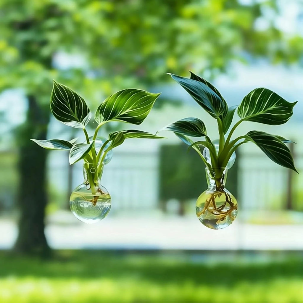Window Propagation Stations, Bulb Vase with Suckion Cups Hooks, Easy to Install Window Hanging Planter, Glass Terrarium Planters for Water Plant Propagation & Rooting Cuttings (2)