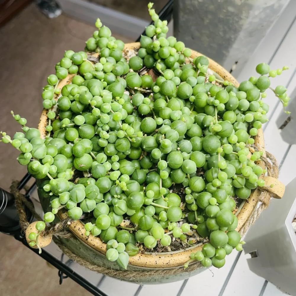 String of Pearls Plant Live, String of Pearls, Trailing Succulent from 4 to 7 inches in Height, 4 inch Pot for Indoor Planting