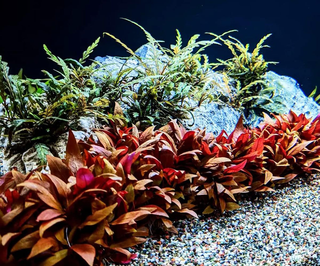 SubstrateSource Live Plant - Alternanthera Reineckii 'Mini' Red Stem Tissue Culture Aquatic Live Aquarium Plant - 100% Snail Free in Vitro Cup (AR Mini)