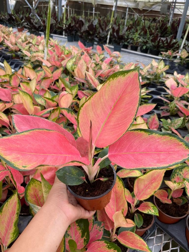 Aglaonema Pink Pearl – Live Plant in 4" Grower’s Pot, Easy to Grow Low Maintenance Indoor Houseplant, Pink Plants - Includes UniHeat Pack for Winter Protection