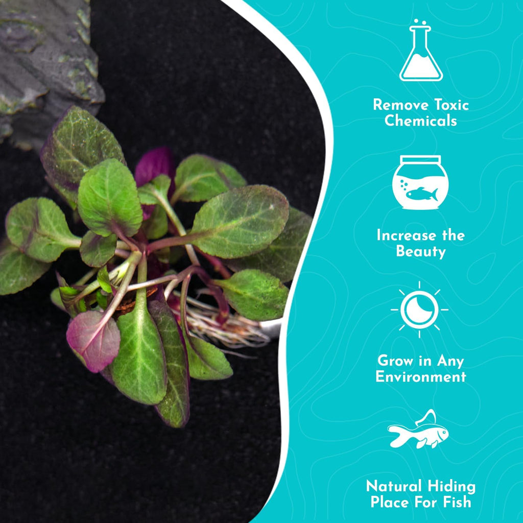Dwarf Cardinal Plant (Lobelia Cardinalis) - Beautiful Colures - Versatile Plants - Mid-Ground Positioning - All Natural & Organic Aquatic Plant - Long Lasting & Easy to Care - Bunch