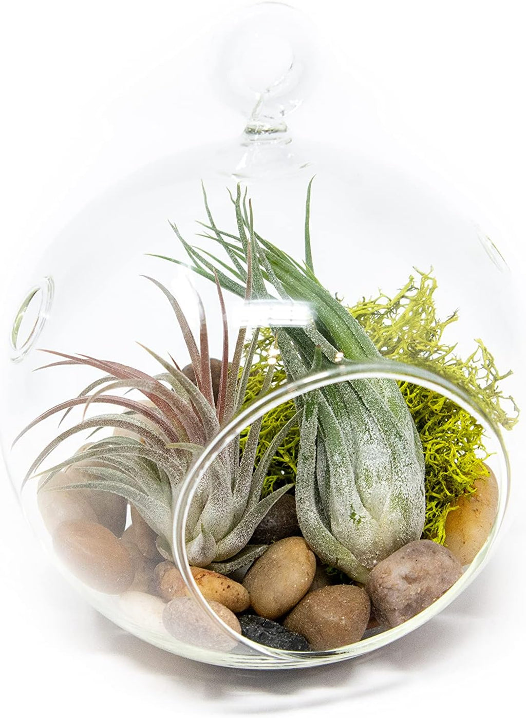 Stunning Flat Bottom Globe Terrarium Kit with Small Assorted Air Plants, Beige Stones and Moss Plant Terrarium - Live Tillandsia Air Plants Holder–Glass Terrariums for Plants and Succulents