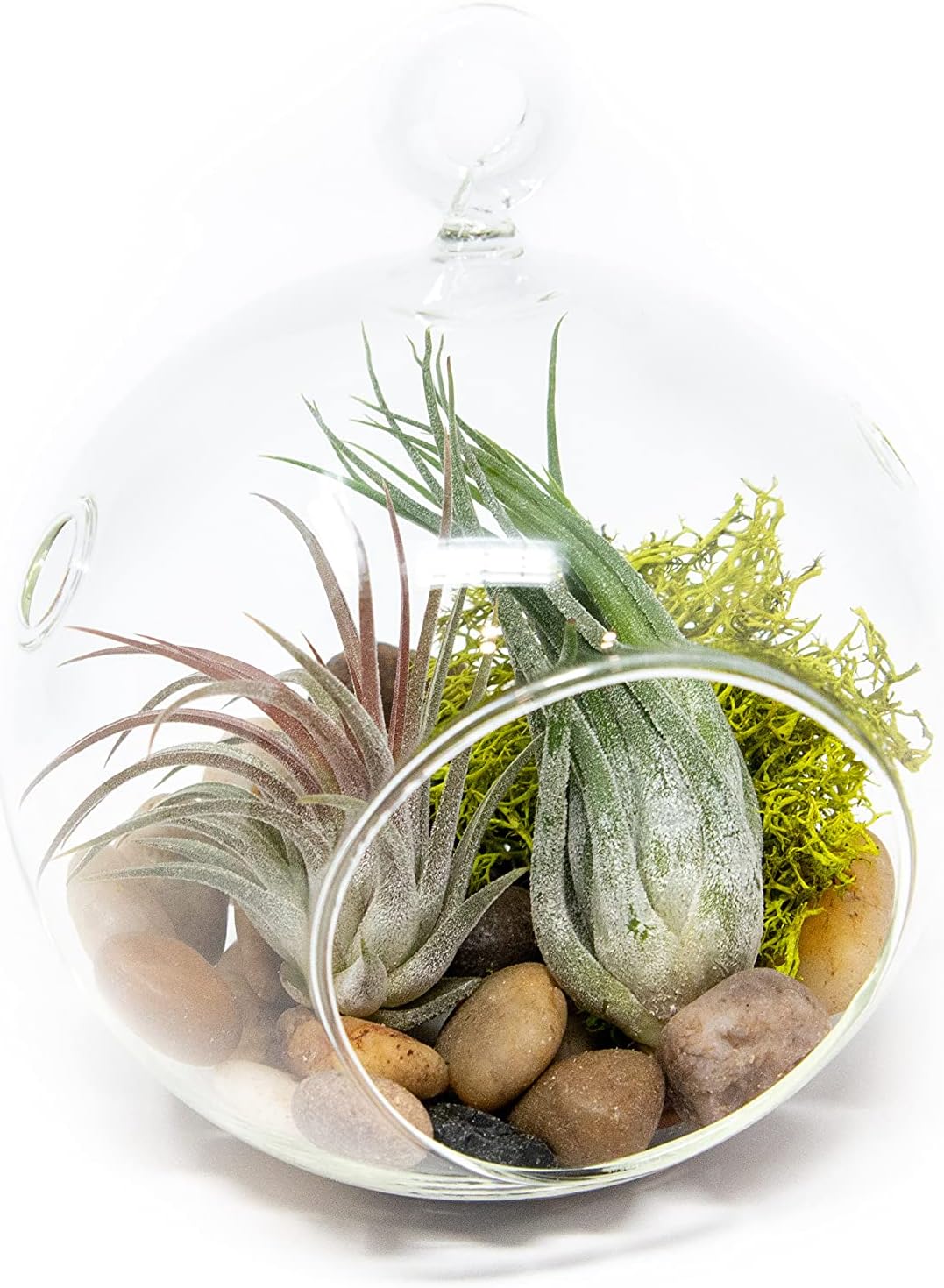 Stunning Flat Bottom Globe Terrarium Kit with Small Assorted Air Plants, Beige Stones and Moss Plant Terrarium - Live Tillandsia Air Plants Holder–Glass Terrariums for Plants and Succulents