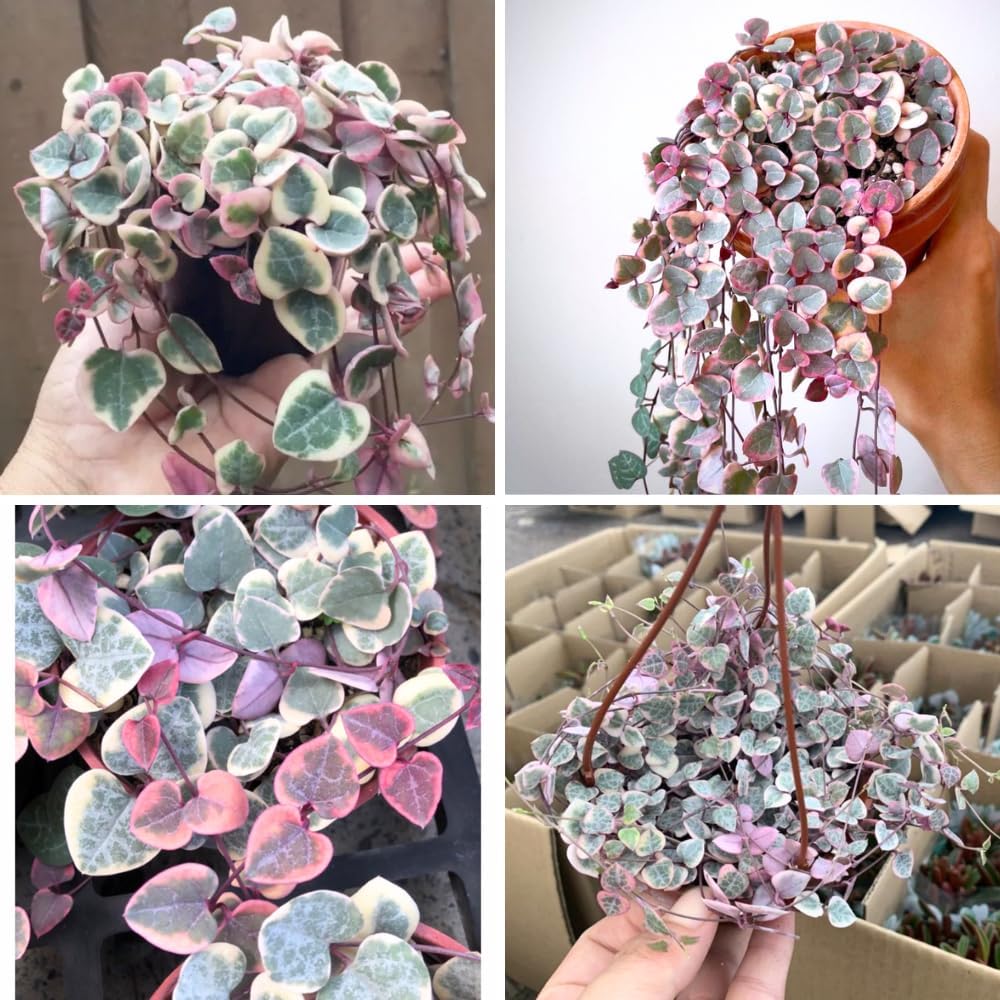 Variegated String of Hearts Plant Live, Ceropegia Woodii Variegated String of Hearts, Succulent Plants Live Houseplants (4 Inch Pot)