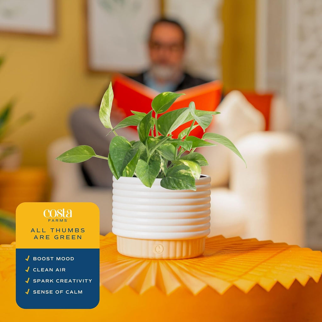 Costa Farms Live Indoor Plant Bundle in Decorative Pots, Easy to Maintain, Air Purifying Indoor Houseplants, Assorted Varieties, Room or Office Decor, House Warming Gift, 8-12 Inches Tall, Pack of 2