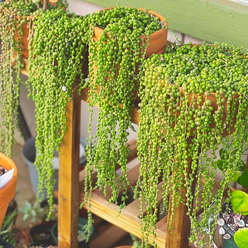 String of Pearls Plant Live for Planting, String of Pearls Pot, Live String of Pearls Plant, Fully Rooted, Hanging Succulent Houseplant, Green String of Pearls, 2.5" Pot