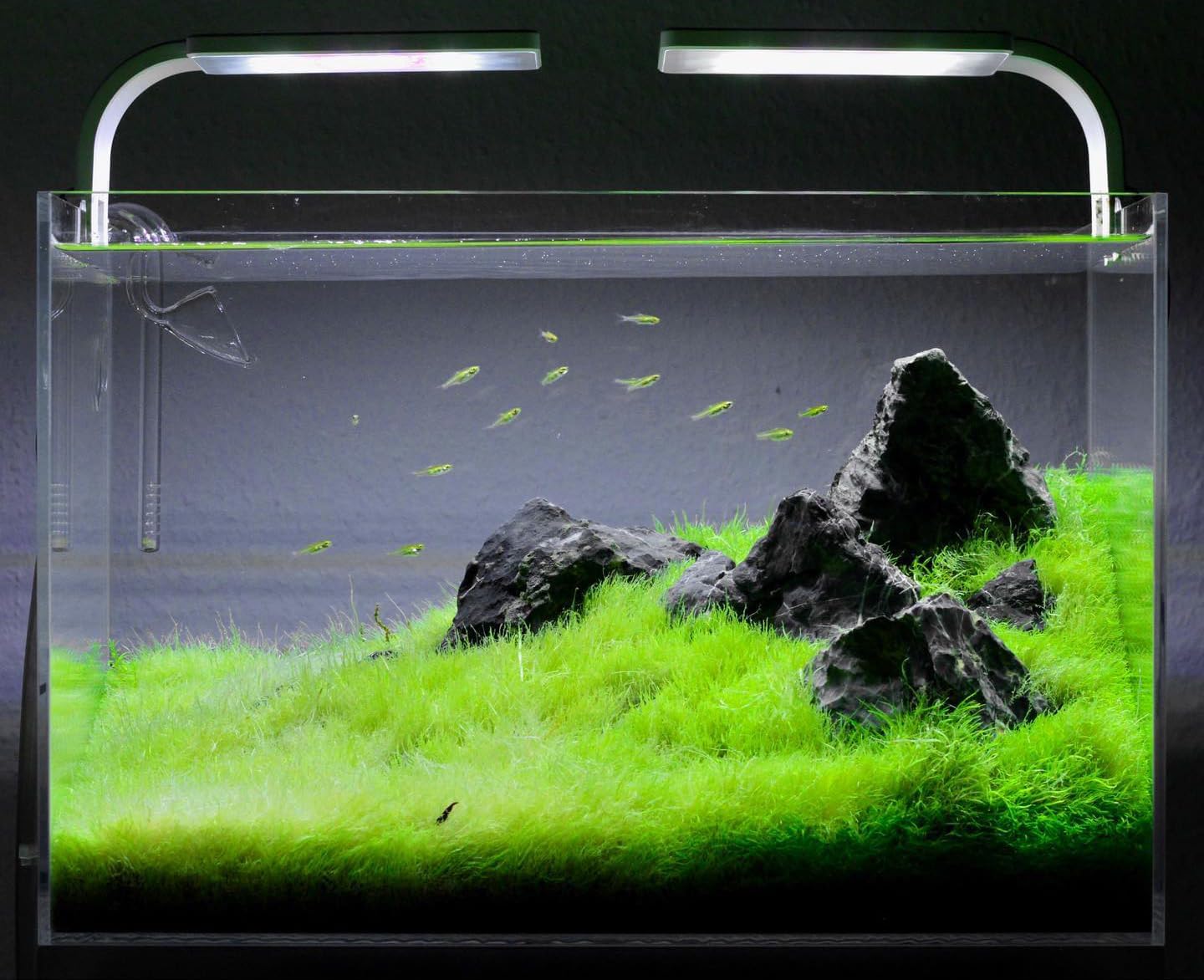 SubstrateSource Live Plant - Utricularia Graminifolia Tissue Culture Aquatic Live Aquarium Plant Grass Carpet for Aquascape - 100% Snail Free in Vitro Cup (Utricularia Graminifolia)