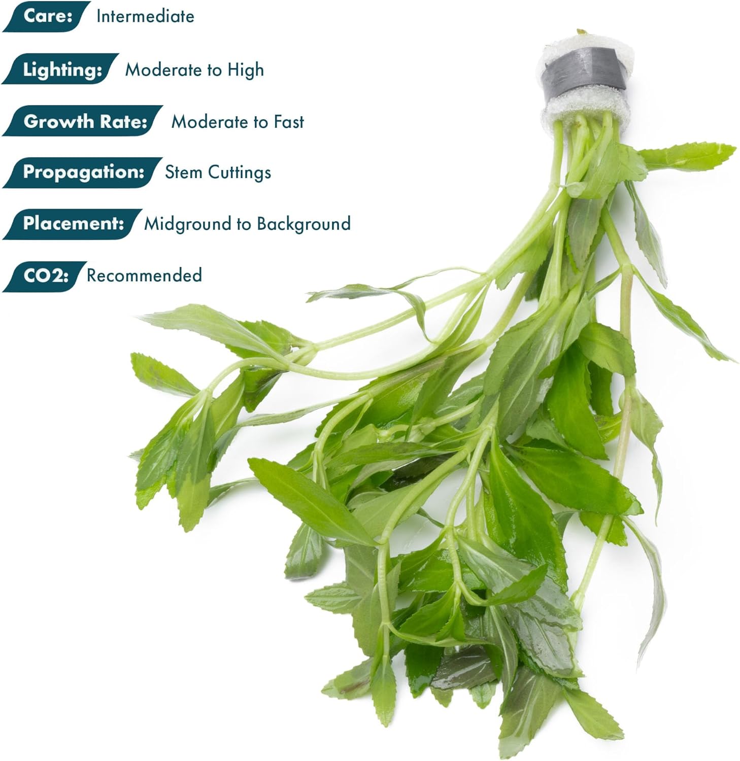 SubstrateSource Live Aquarium Stem Plants - Freshwater Aquatic Plant for Fish Tanks, Aquascaping - (Limnophila Belem, 4 Bunches)