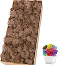 Preserved Reindeer Moss 17.6 OZ Brown Natural for Crafts, DIY Gift Christmas Decor, Wall Art, Potted Plants, Floral Fake Moss for Easter Table Decor Wedding Decorative(1.1 LB, Brown)