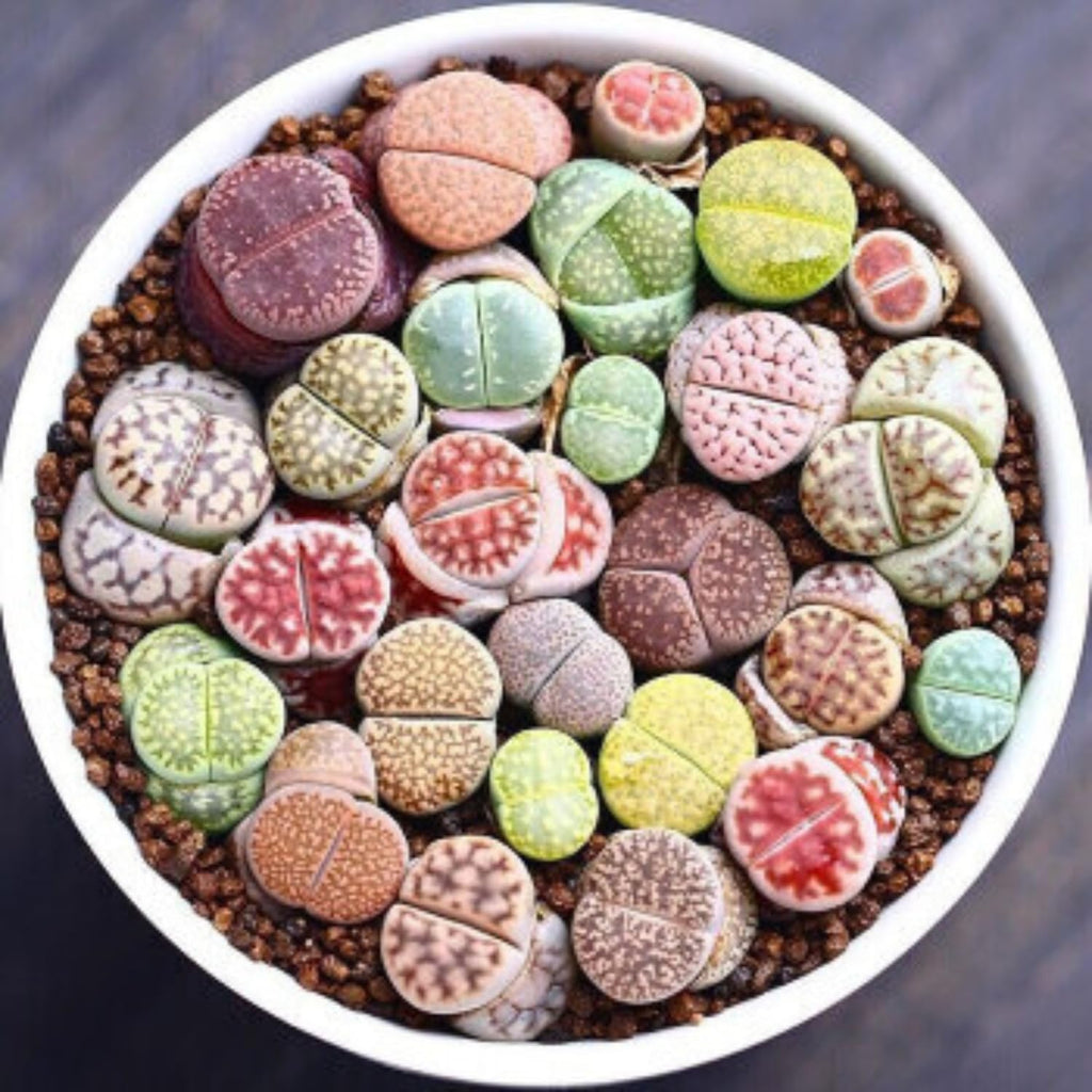 25 Mixed Lithop Plants Live - Assorted Living Stone Succulents Lithop Live Plants - Great for Indoor Spaces, Container Gardening