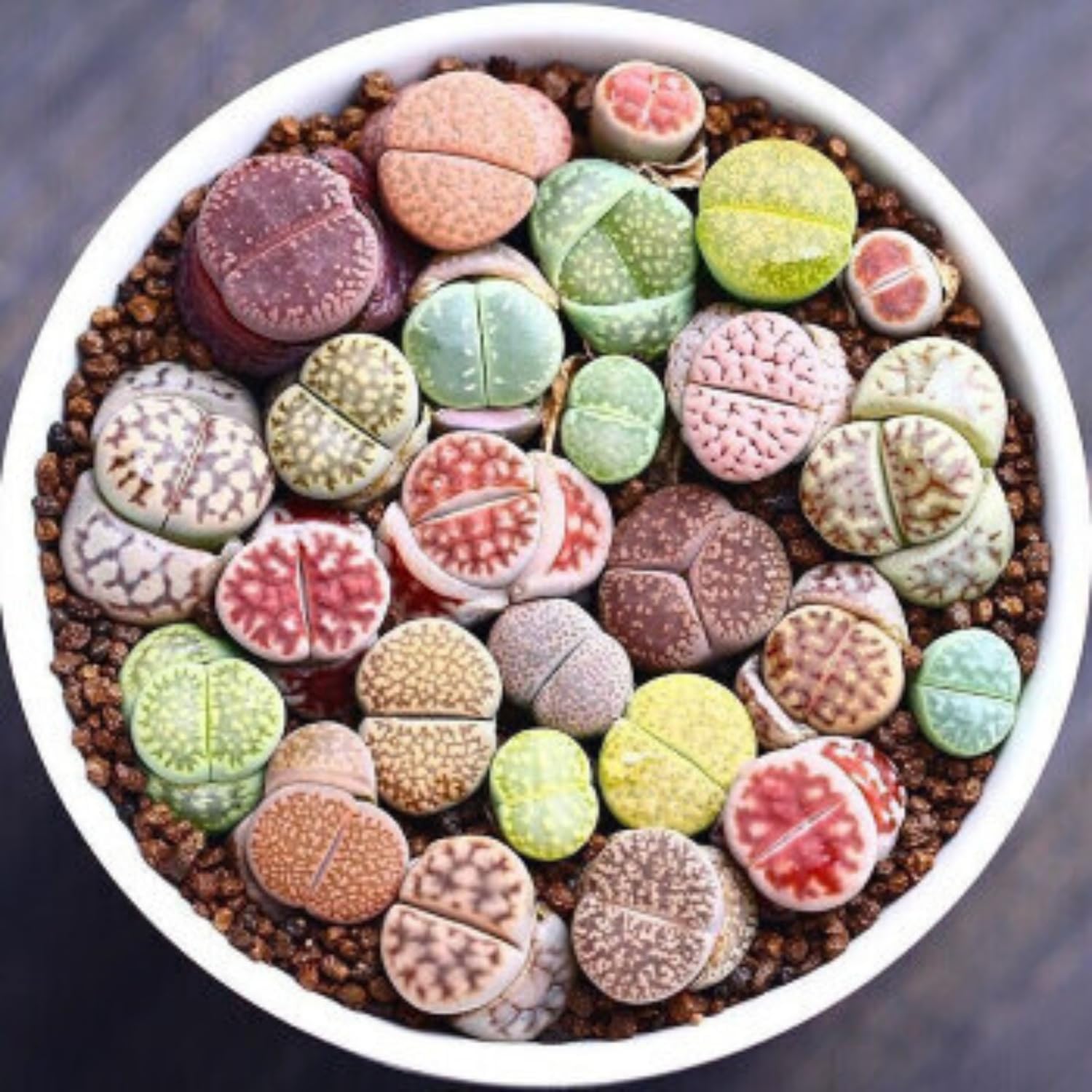 25 Mixed Lithop Plants Live - Assorted Living Stone Succulents Lithop Live Plants - Great for Indoor Spaces, Container Gardening