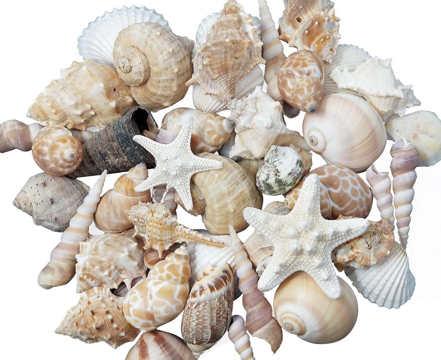 Medium Sized Shells in a Delightful Mix of Whites, Tans and Pinks | 3 Pounds | Bulk Shells for Crafts, Beach Home Decor, Weddings, Vase Filler and Classrooms