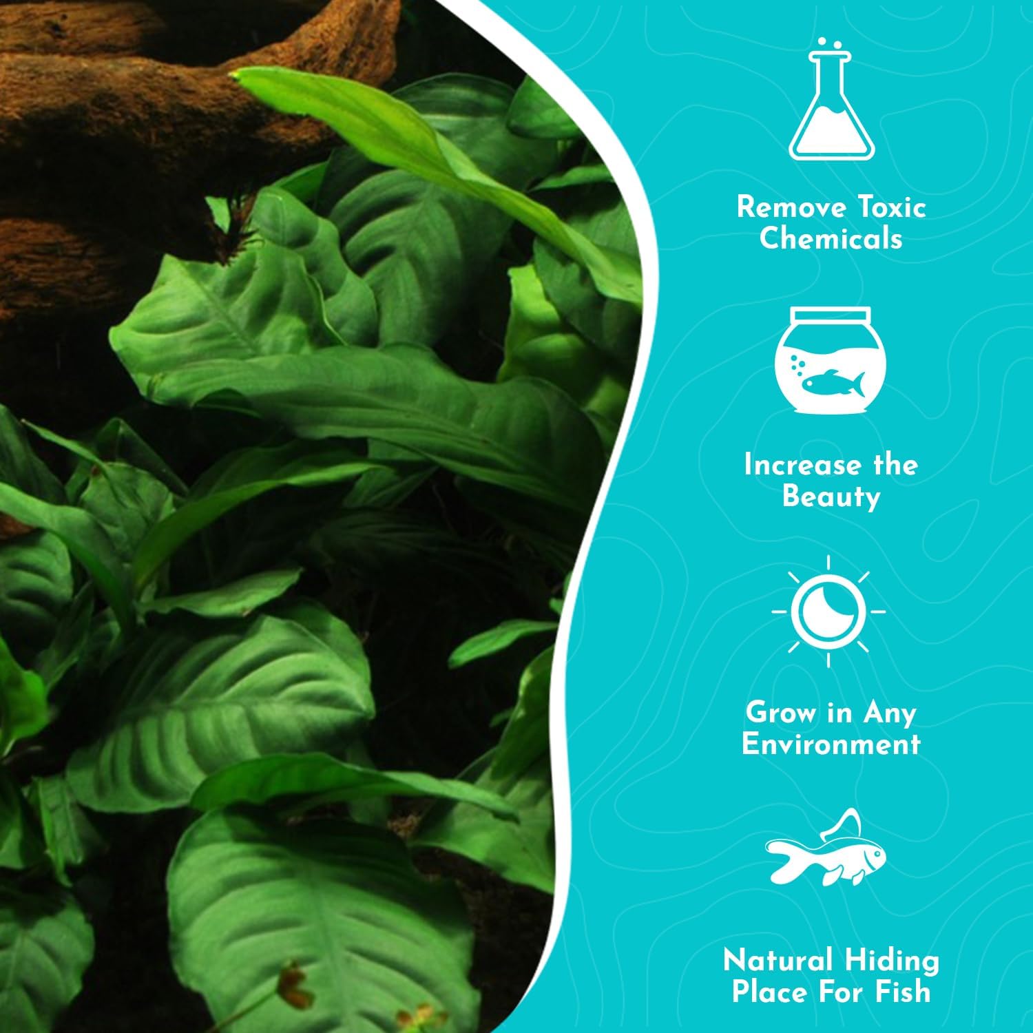 Anubias Barteri (Coffeefolia) - Dark Green Coloration- Strong Root Structure - Foreground Positioning - All Natural & Organic Aquatic Plant - Long Lasting & Easy to Care - 2" Pot