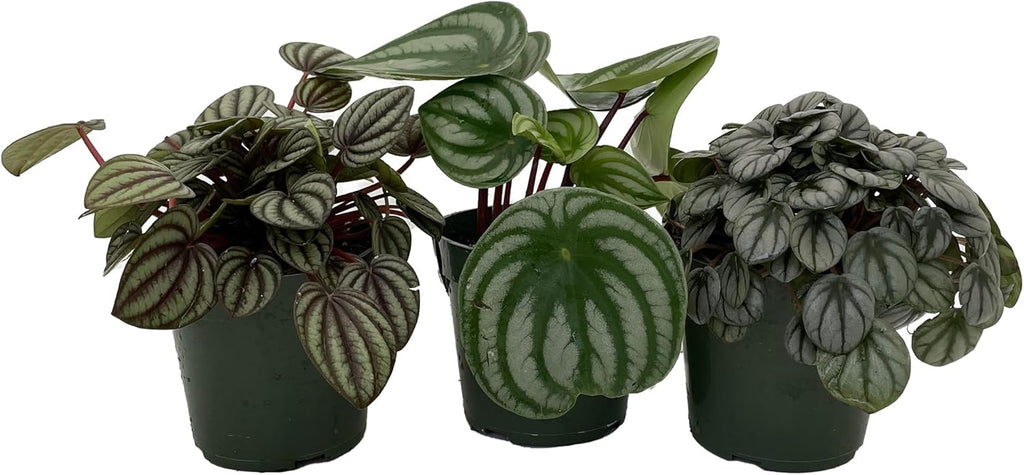 Peperomia Assortment - 3 Pack in 4" Pots