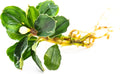 Generic Bucephalandra Live Aquarium Plant Collection - Rare Aquatic Plants for Lush Aquarium Scapes, Natural Freshwater Fish Tank Decorations, Ideal Gift for Aquarists (1 Loose Plant)