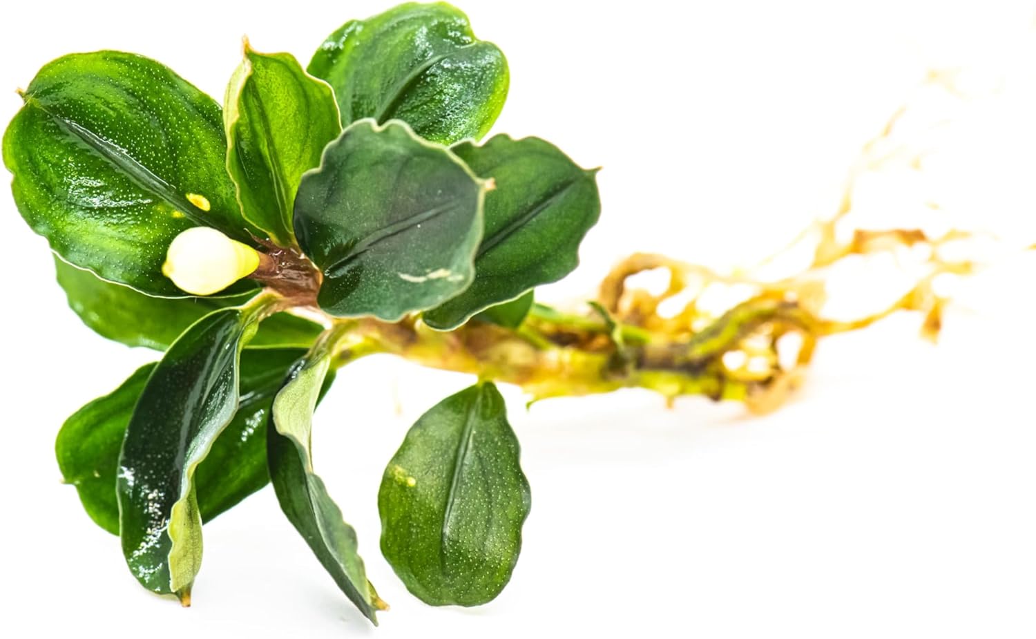 Generic Bucephalandra Live Aquarium Plant Collection - Rare Aquatic Plants for Lush Aquarium Scapes, Natural Freshwater Fish Tank Decorations, Ideal Gift for Aquarists (1 Loose Plant)