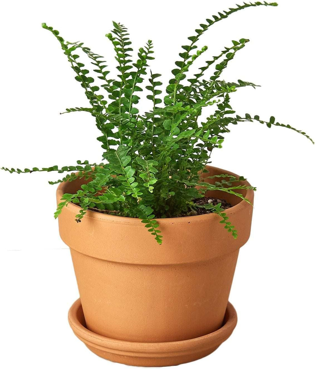 Lemon Button Fern Live Plant for Indoor | Different Houseplants in 4'' & 6'' Pot | Real House Plant for Living Room, Office, Desk & Bathroom | Duffii Nephrolepis cordifolia